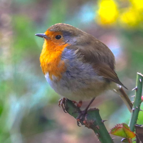 Garden Bird Greetings Card - Robin Photography - Blank inside.