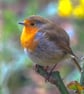 British garden bird - Robin Photography - Blank inside.