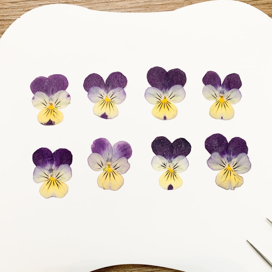 Pressed Purple Blue Pansy 8 pcs Pressed Flowers Violas For Resin Earring For DIY