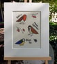 STOCK CLEARANCE Garden Birds Giclee Print