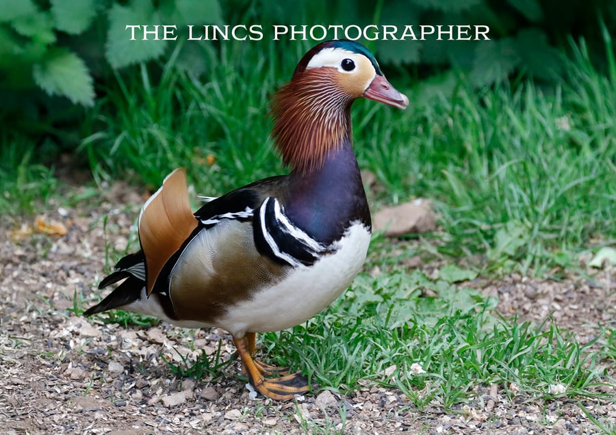 Mandarin Duck print (Limited edition of 10)