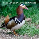 Mandarin Duck print (Limited edition of 10)