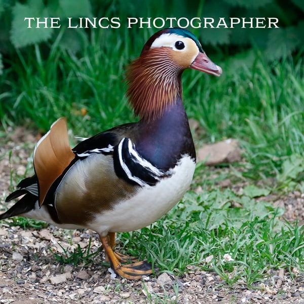 Mandarin Duck print (Limited edition of 10)