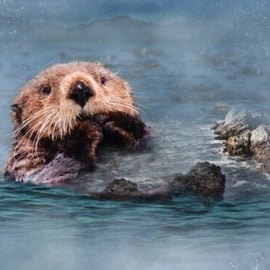 Call Of The Wild Sea Otter Panel 100% Cotton Print Fabric