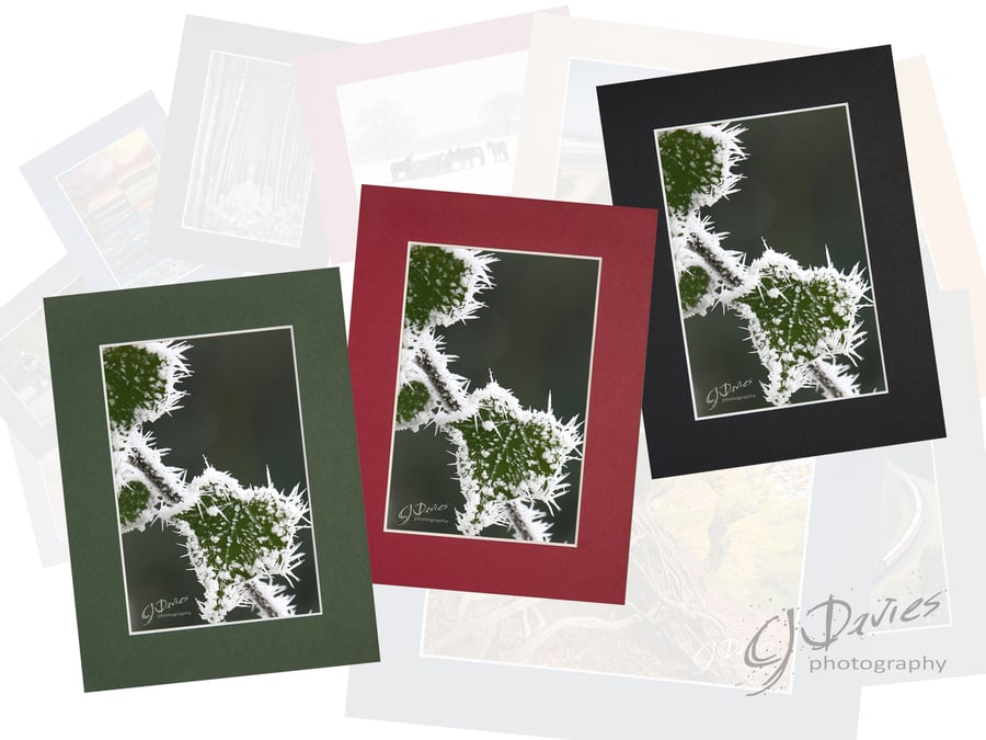 CJ026 - Sharp frost on ivy