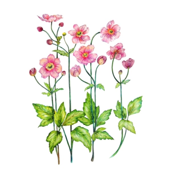  Flowers Original Botanical Watercolour Painting. Floral Fine Art