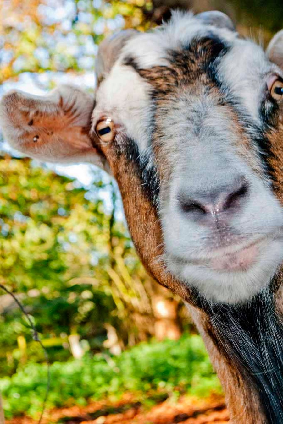 Old English Billy Goat Photograph Print