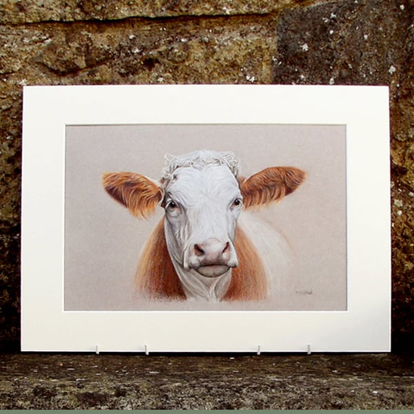 Cow Original Coloured Pencil Drawing