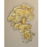 Yellow Mushroom Cluster artwork - Original drawing, fungi wall art