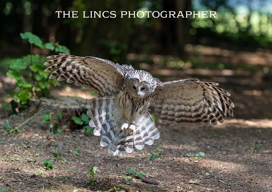 Ural Owl print (Limited edition of 10)