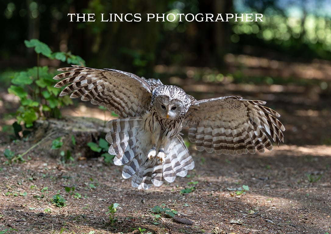 Ural Owl print (Limited edition of 10)