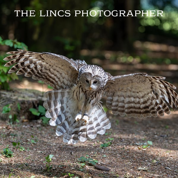Ural Owl print (Limited edition of 10)