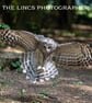 Ural Owl print (Limited edition of 10)