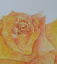 HAND PAINTED WATER COLOUR CARD  OF  FLOWERS (ROSE) - Image 2