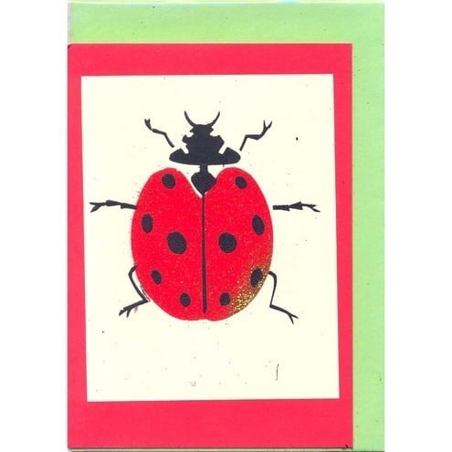 Ladybird