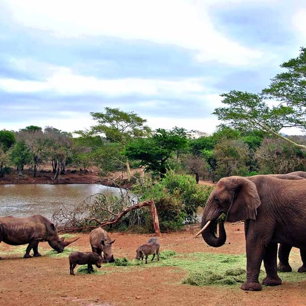 African Elephant White Rhinoceros South Africa Photograph Print