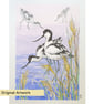 Avocet at the Water's edge, original bird illustration, nature artwork