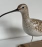 Small curlew - Image 3
