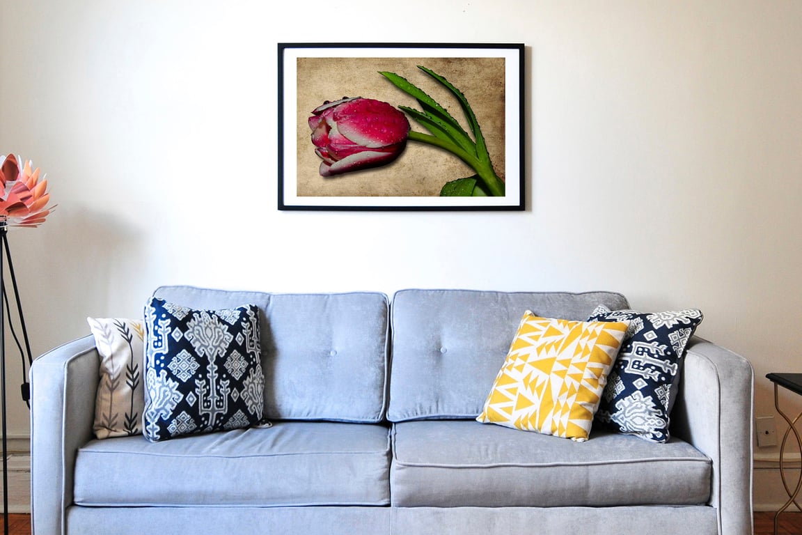 Pink tulip with raindrops against a textured background wall art print