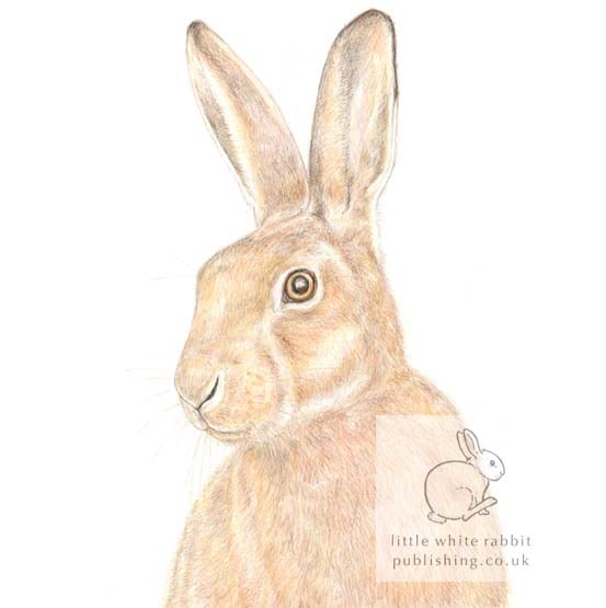 Hare - Blank Card