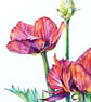 Red Poppy Original Flower Watercolour Painting Contemporary Botanical Art - Image 5
