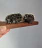 Two Little Hedgehogs - Image 1