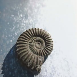 Ammonite blank greeting card notecard fossil spiral photograph cello free