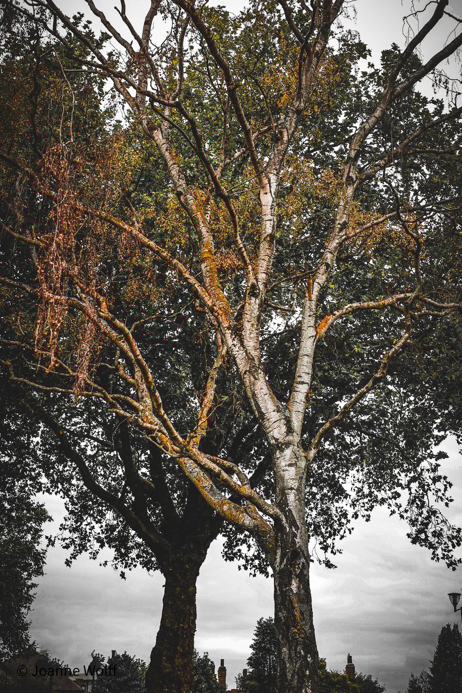 Photographic Image of Large Tree, for Wall Art Display