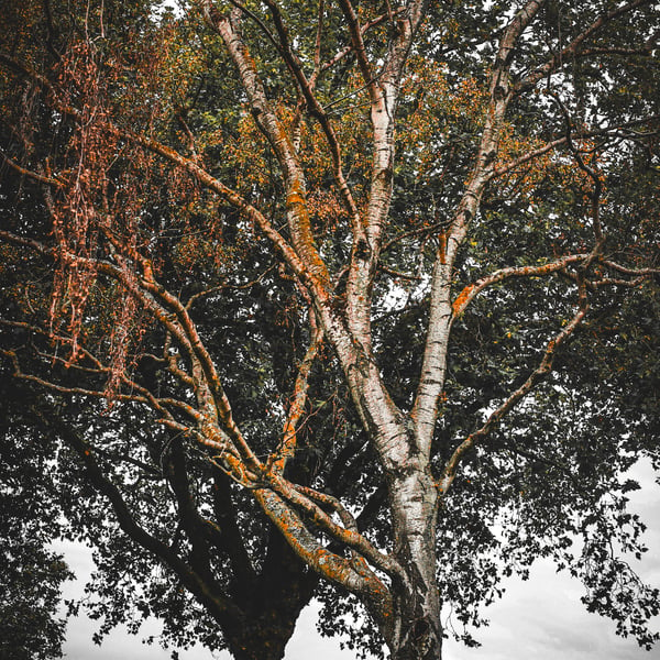 Photographic Image of Large Tree, for Wall Art Display
