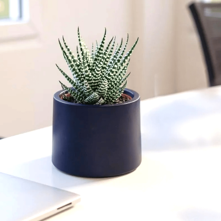 Small Deep Violet Plant Pot - 7.5 cm Vibrant Indigo Mini Succulent Pot