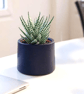 Small Deep Violet Plant Pot - 7.5 cm Vibrant Indigo Mini Succulent Pot - Image 3