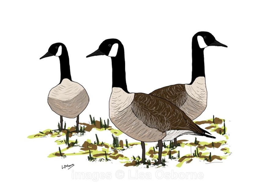Canada Geese - A4 signed print from illustration of birds