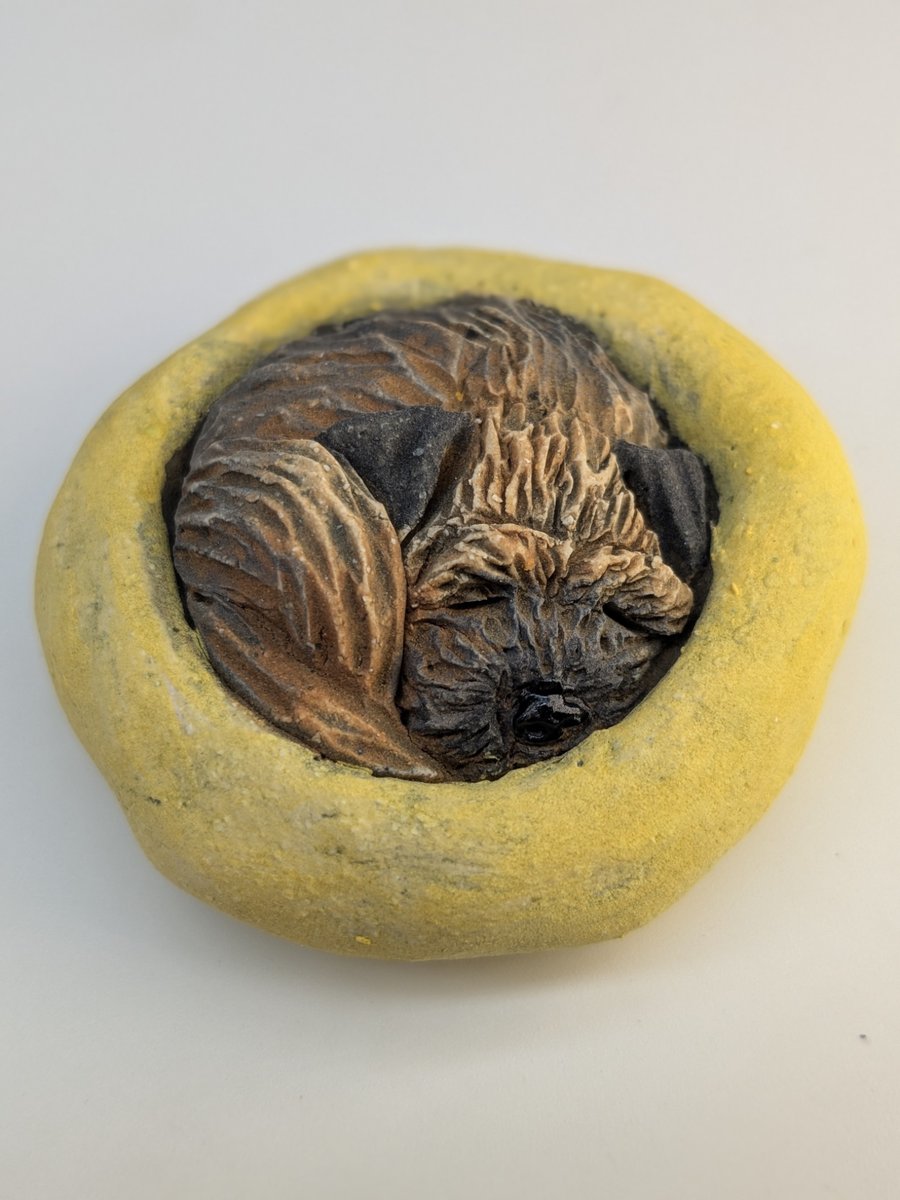 Border Terrier Yorkshire Pudding - 7