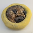 Border Terrier Yorkshire Pudding - 7