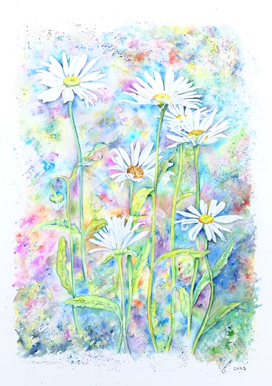 Modern Botanical Watercolour Painting of Ox Eye Daisies. 