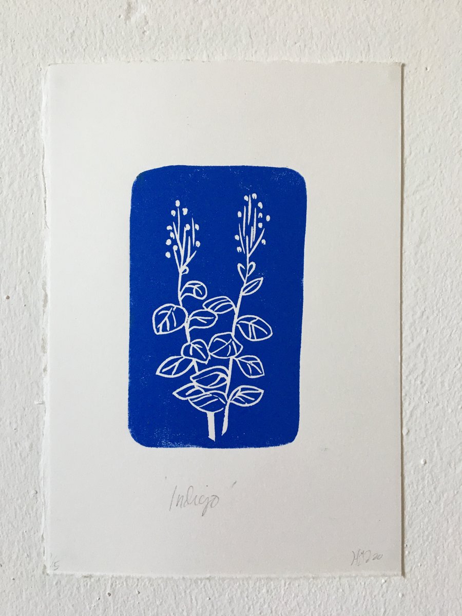 Handmade limited edition linocut print, Indigo plant botanical illustration 