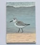 Sanderling Original Art