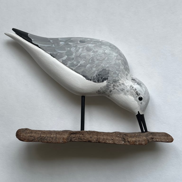 Feeding sanderling