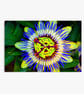 Passion Flower Summer Flowering Plant Photograph Print - Image 5