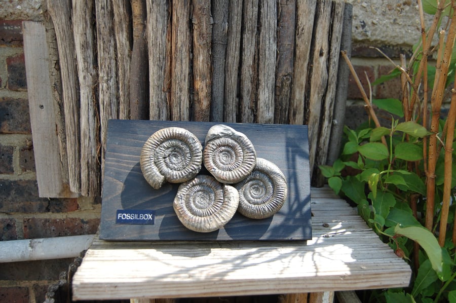 Ammonites on wood display