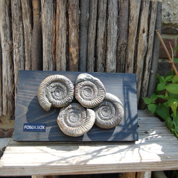 Ammonites on wood display