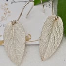 Wise Old Sage - PMC & Sterling Silver sage leaf dropper earrings 