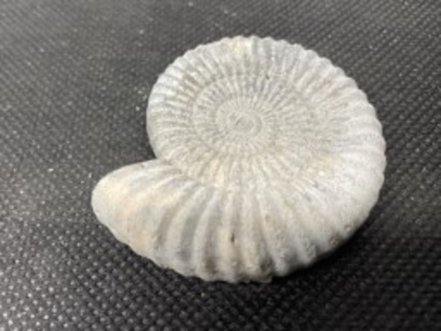 2-9  Ammonite Hand-CastFossil  detailed reconstituted stone ammonites design