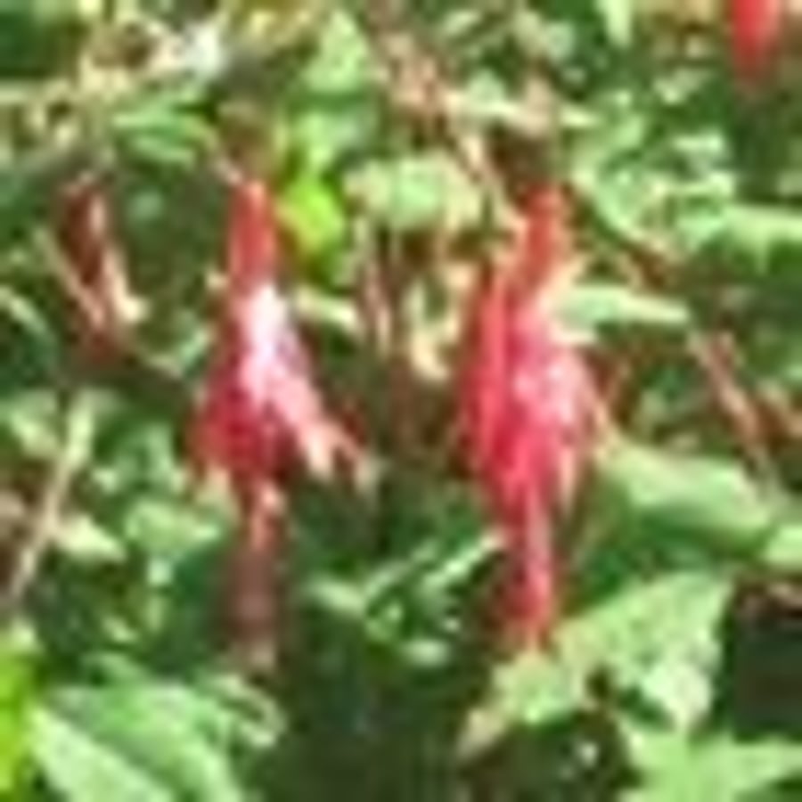 Fuchsia flower earring, Navy and Periwinkle