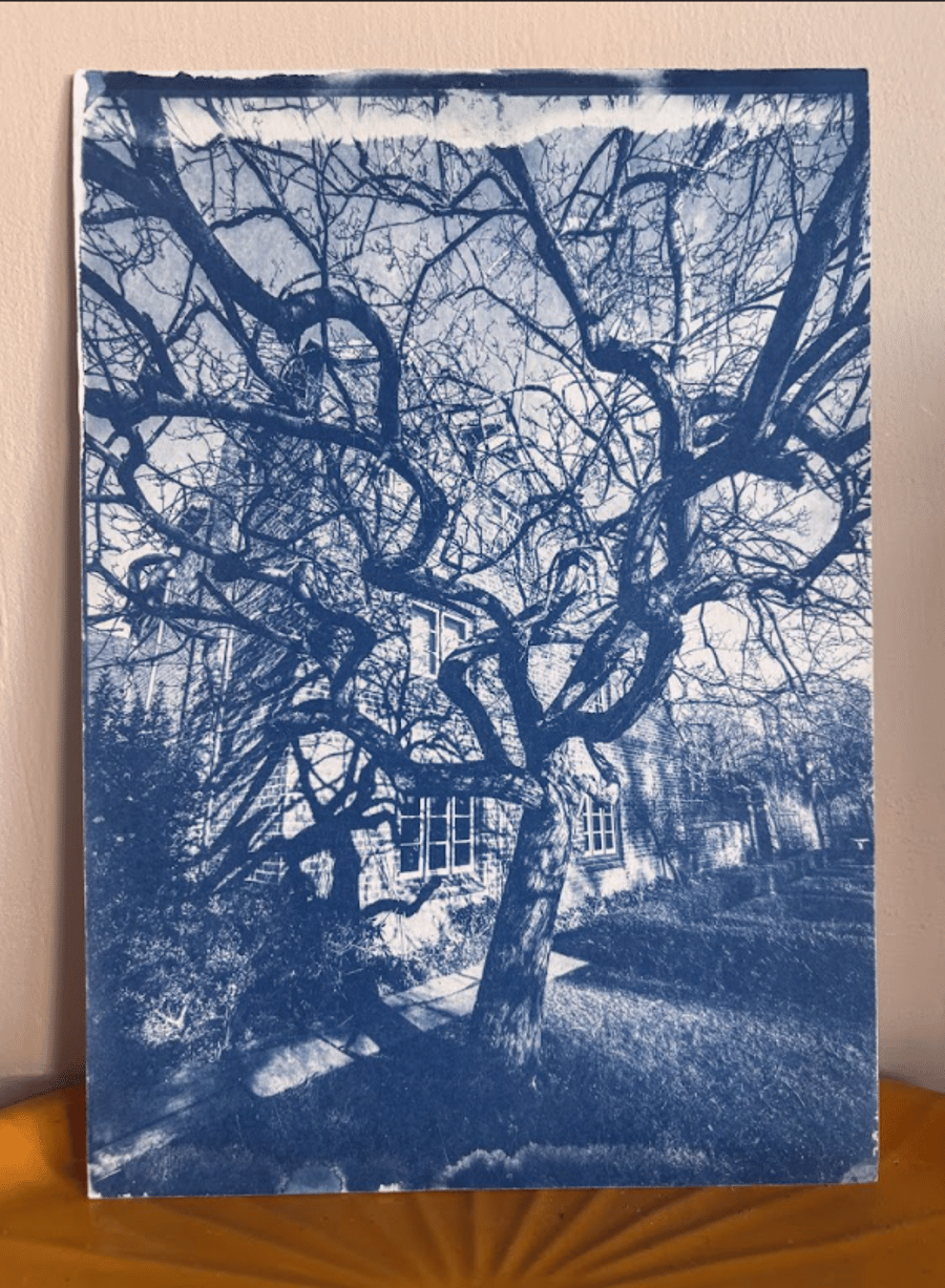 Cyanotype print 8 by 10