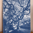 Cyanotype print 8 by 10