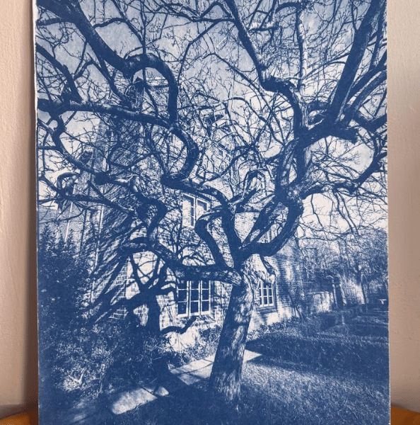 Cyanotype print 8 by 10