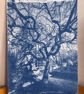 Cyanotype print 8 by 10
