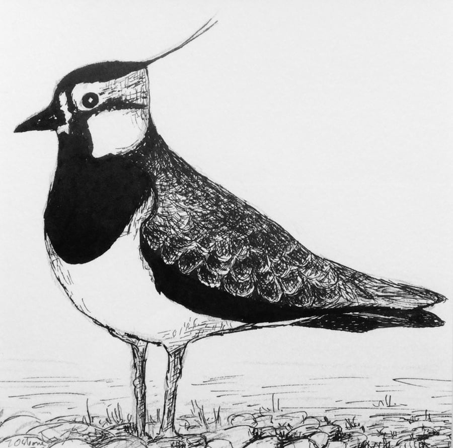 Lapwing. Original pen and ink drawing. Bird. Wildlife