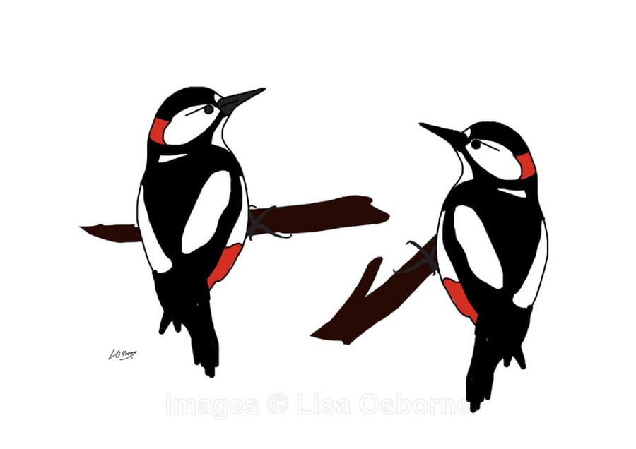 Woodpeckers - signed print from illustration of birds